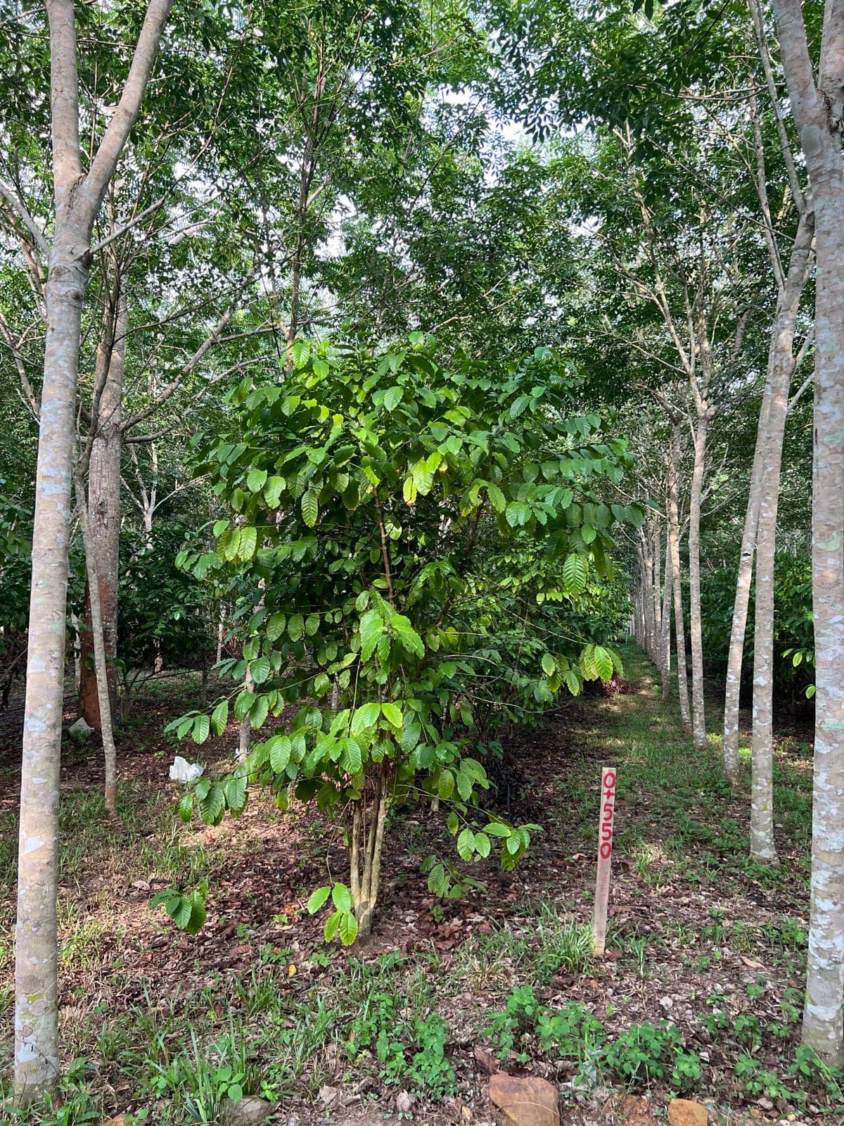A coffee shrub growing in the shade of a rubber agroforest