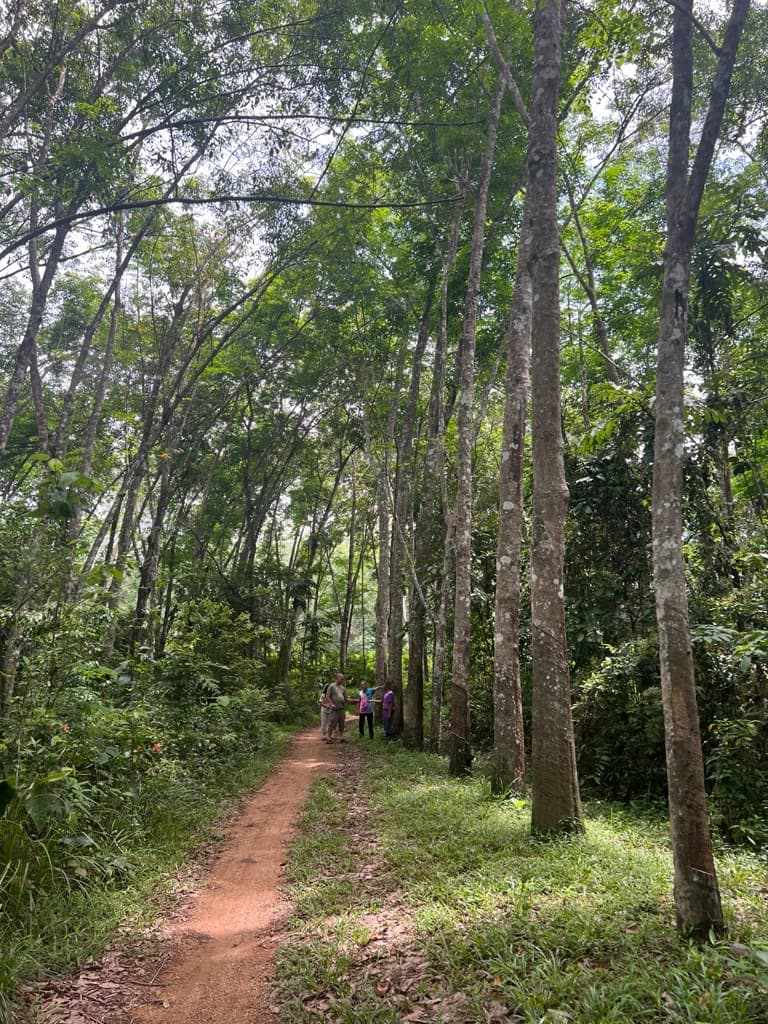 A rubber agroforest with dense natural understory regrowth along a forest path, farmers in the distance