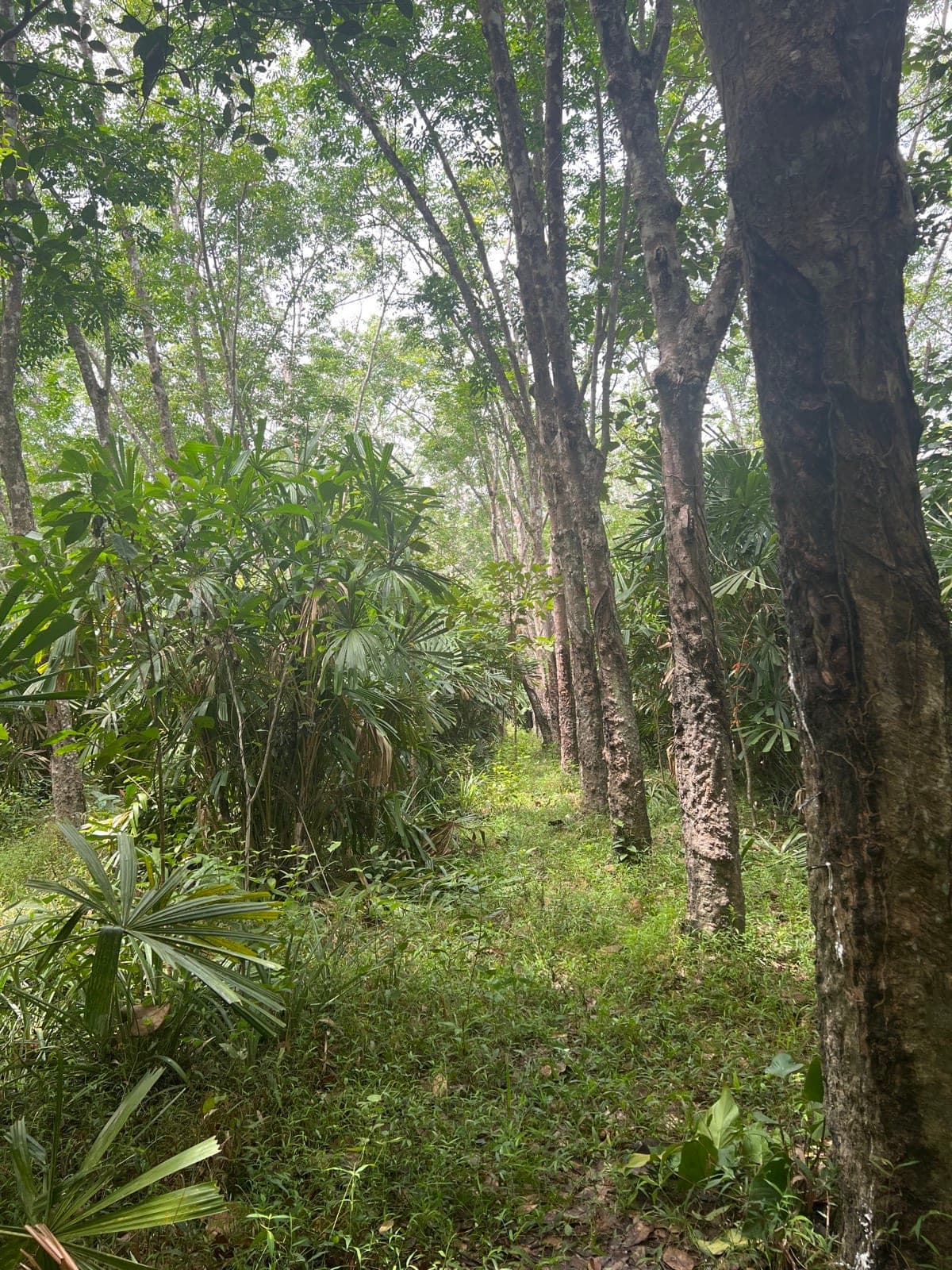 Thatch palms and groundcover along a path through the rubber forest