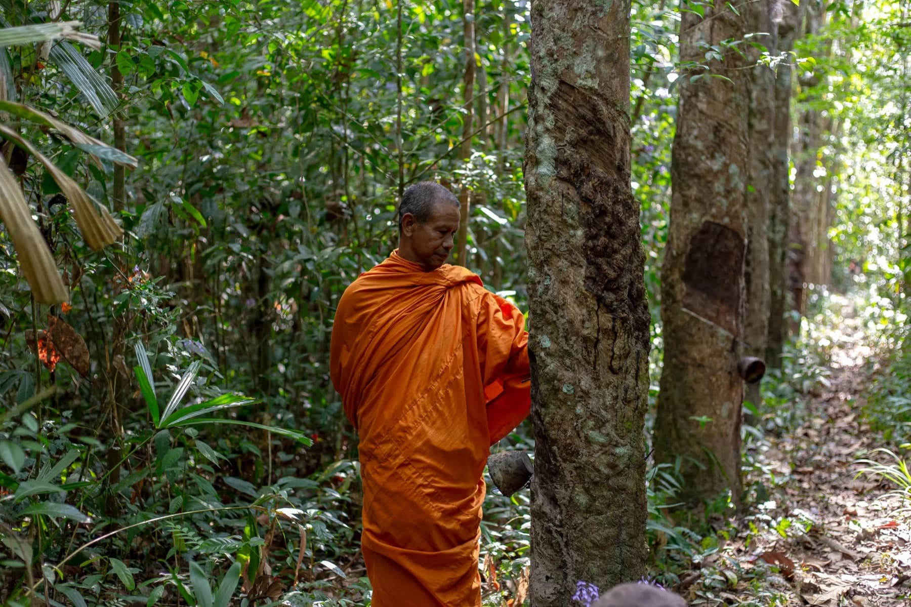 A Buddhist monk in saffron robes beside a tapped rubber tree in a rubber agroforest