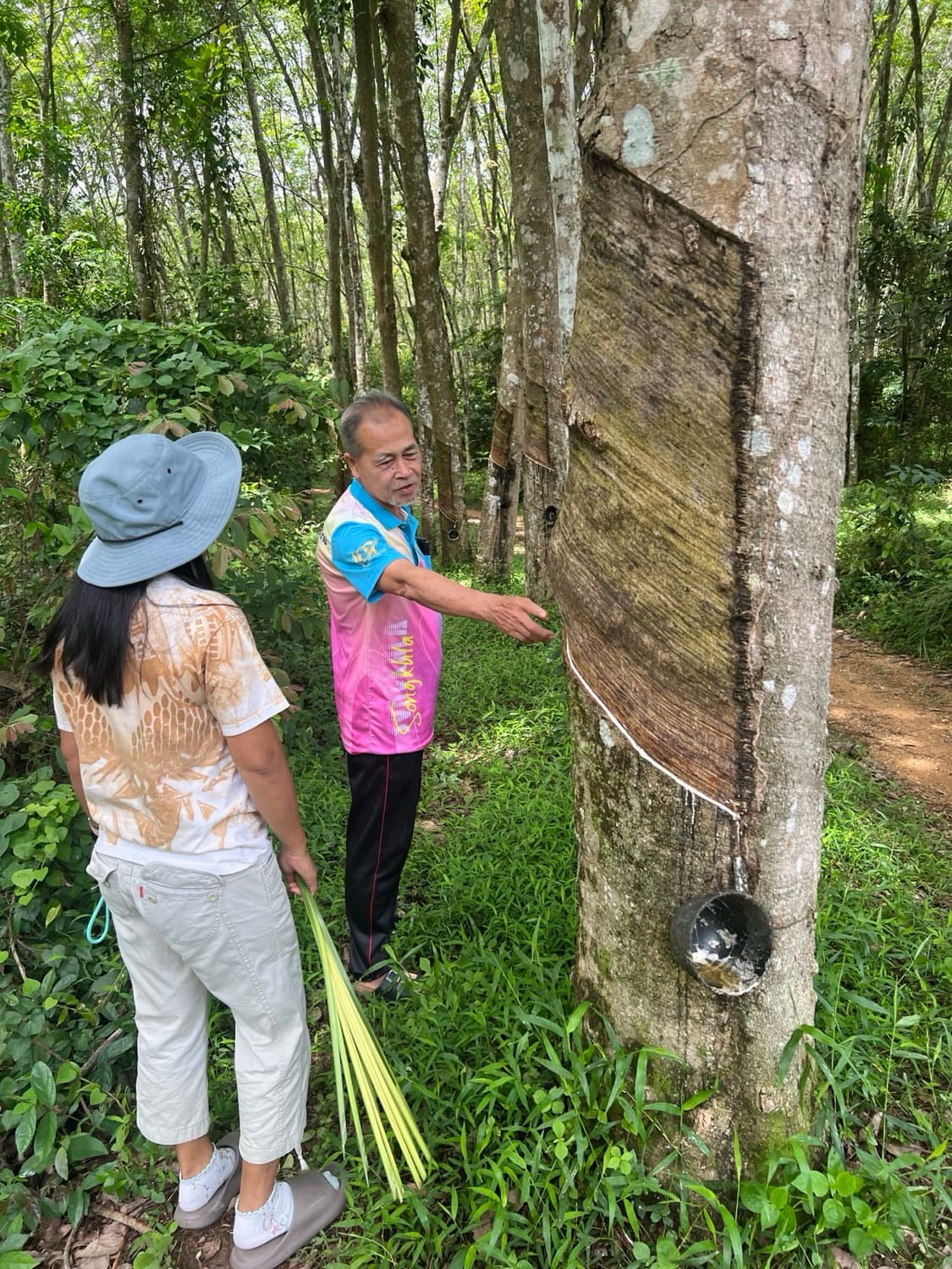 A rubber farmer showing a visitor a fresh tapping cut and the latex cup on a rubber tree
