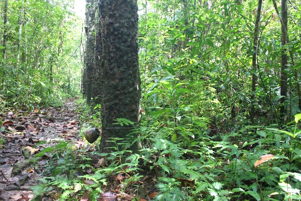 A rubber tree among the lush, diverse understory of a Wanakaset agroforest